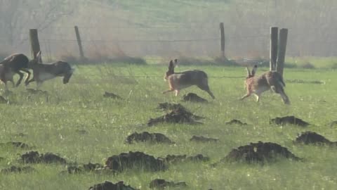 Wild rabbits play game of follow the leader