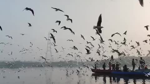 A large flock of nothern gannets fishing