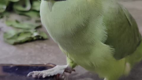 Indian Ringneck Parrot Talking Training/ Angry Parrot