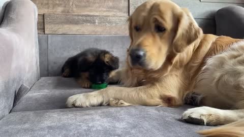 My Dog Gets Annoyed by New Puppy From Day One