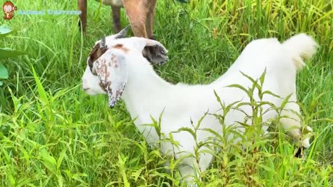 pelajari keluarga hewan;Bebek sapi,an Dog, cat