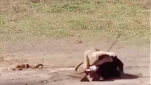 Animal fighting power competition between lion and sword sheep. Confusing behavior of animals.