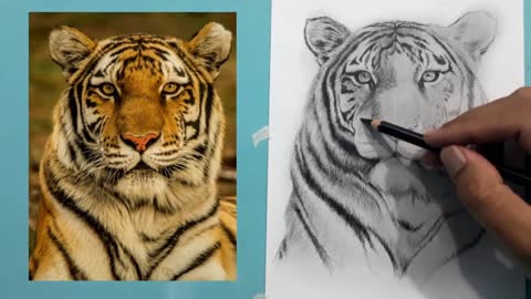 how to draw a tiger