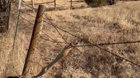 Man Stops to Help Deer Caught in Fence