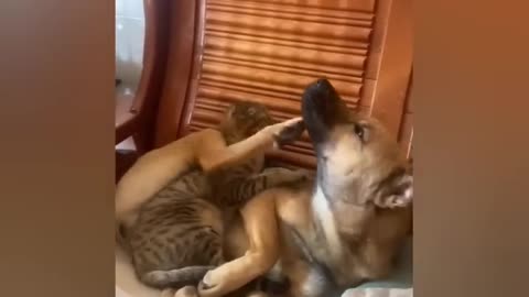 Cat and dogs fun