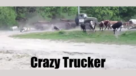 Crazy Trucker