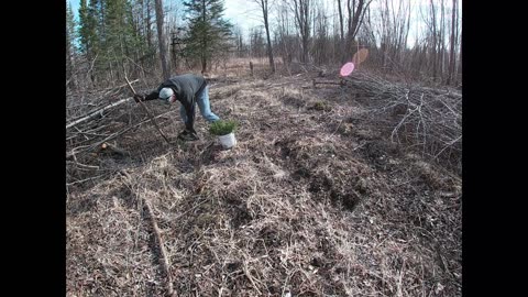 Tree Planting 2024 #1