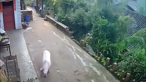 Pig menghancurkan pagar