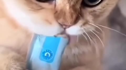 Funny cats video