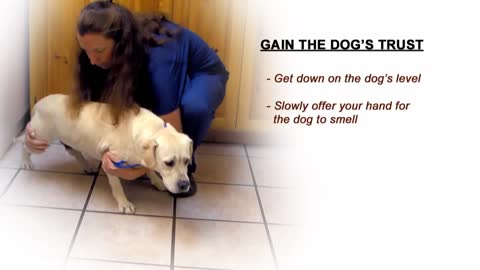 Veterinary Technician and Assistant Training on your Pets