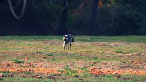 "Wild Dogs vs. Ruthless Crocodile: Regrettable Encounter! 🐾🐊"