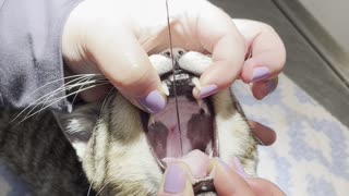 Vet Removes Sewing Needle From Cat's Throat