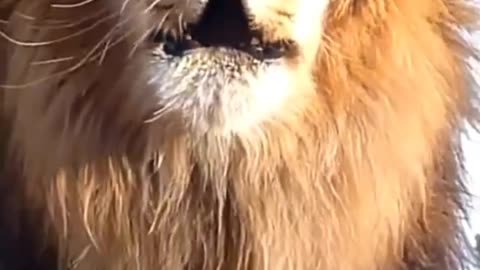 Lion, tiger ,cubby singing