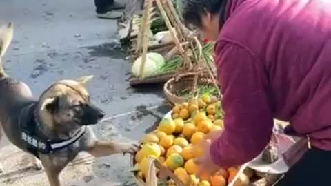 AWE SWEET A VERY STRONG WILLED DOG WITH A BASKET AT A FRUIT STAND FOR APPLES