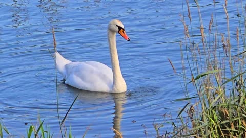 Two beautiful white swans meet in a river.