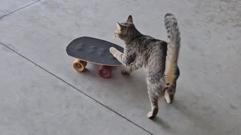 Kibrit The Skateboarding Cat