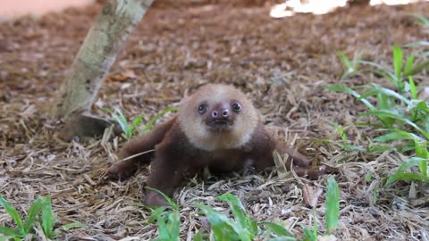 The Cutest Baby Sloth playing,