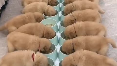 Dog Puppies Eating