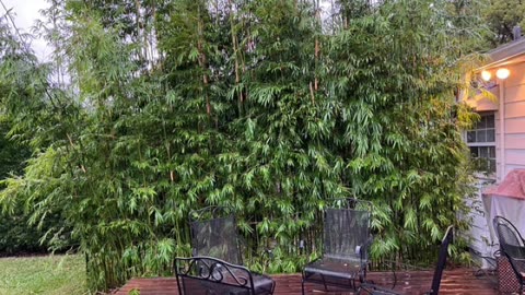 City Of Orlando Bamboo Nursery 407-777-4807 Shade and Privacy For Backyard Patios