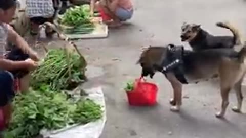 Amazing dog going shopping at the market.,