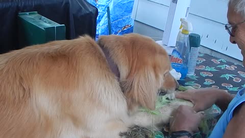 Golden Retriever Absolutely Loves Corn