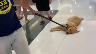 Happy Golden is Dragged along Shopping Mall