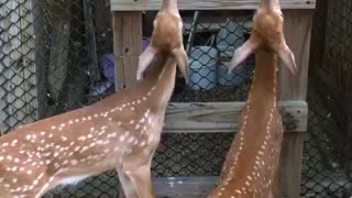 Hungry baby fawns wag tails out of happiness