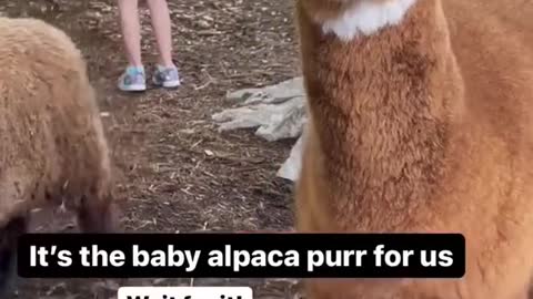 It's the baby alpaca purr for us