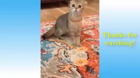 Funny and Cute Animal Videos