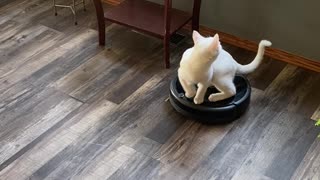 Kitty Takes Roomba for a Ride