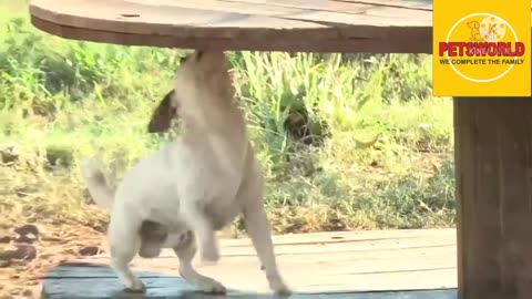 Cute Dog and Jaguar Are Best friends -Pet's world