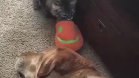 Cut cat and cut dog funny moment