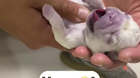 I saved a newborn dog using my dog CPR