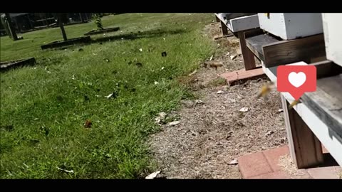 Slow Mo Bee Flying Backward