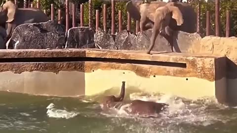 Elephant Slips into Pond