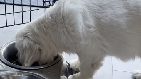 Big bowls for a small pup