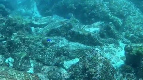 Annoyed Puffer fish Can't Shake Of determined Cleaner Wrasse