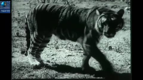 Lion Vs Tiger Real Fight to Death New Original Video HD