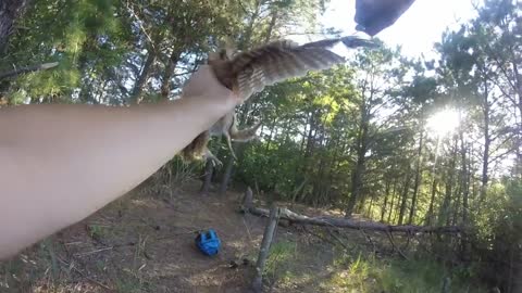 Rescuing a screech owl tangled in fishing line, New Jersey