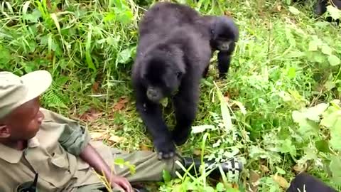 Curious Gorilla in Bwindi Uganda