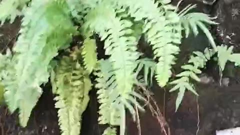 Narrow sword fern