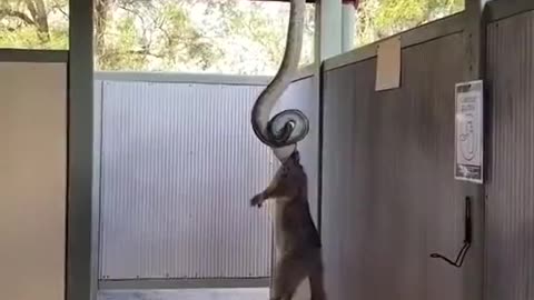 POV: Your Garage In Australia