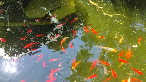 Beautiful Koi Pond