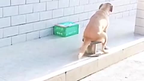 I need rest seating like humans viral video funny dog cute animals fan page cute animals