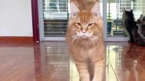 This cat has a tail like a broom. What kind of cat is it?