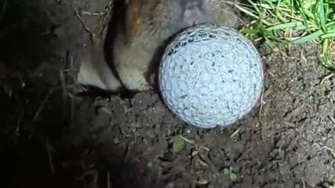 Real life Caddyshack,' Moment gopher pushes golf ball back up hole