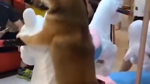 Dizzy Dog: Hilarious Pup Rides the Carousel with Kids!"