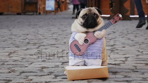 Cute funny pug dog earning with playing music wearing in costume with guitar