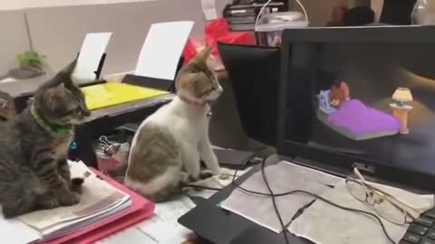 Amazing Video of Two Cats Watching Tom & Jerry