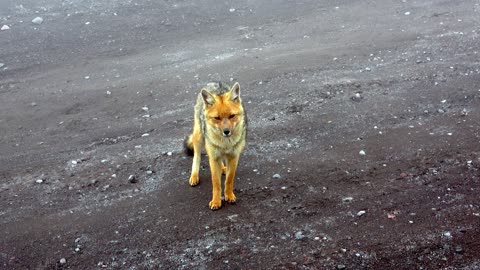 Beautiful Sechuran fox pays a close visit to lucky photographers